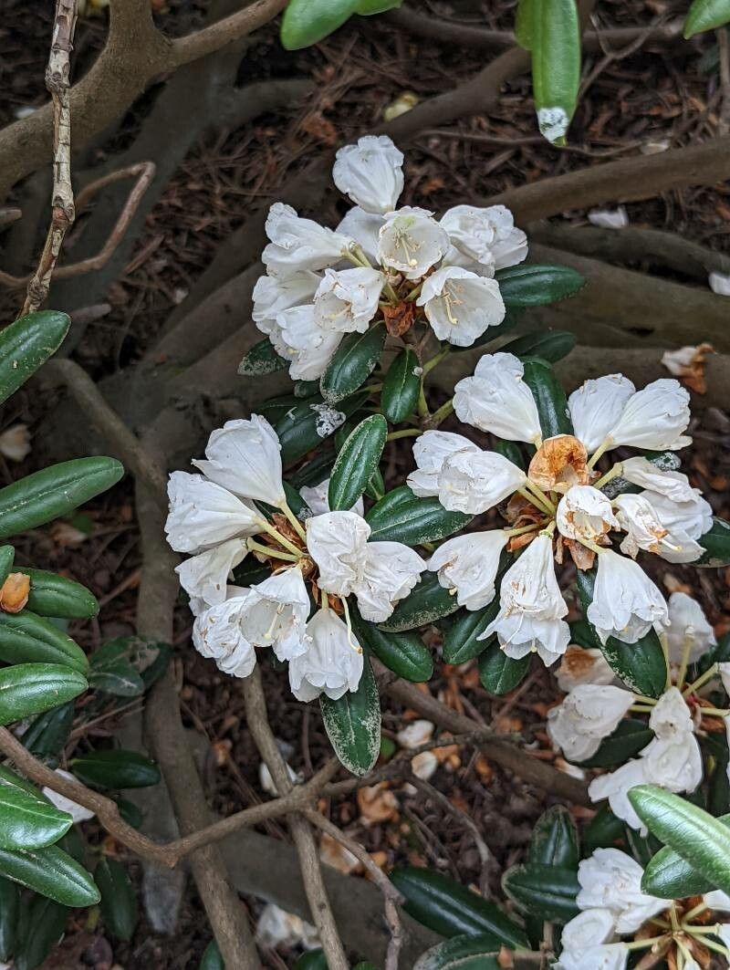 Rhododendron campanulatum - Wikipedia