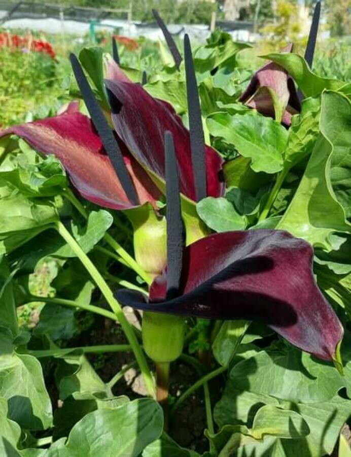 Arum palaestinum Boiss., Cala negra (Flora mundial) - Pl@ntNet identify