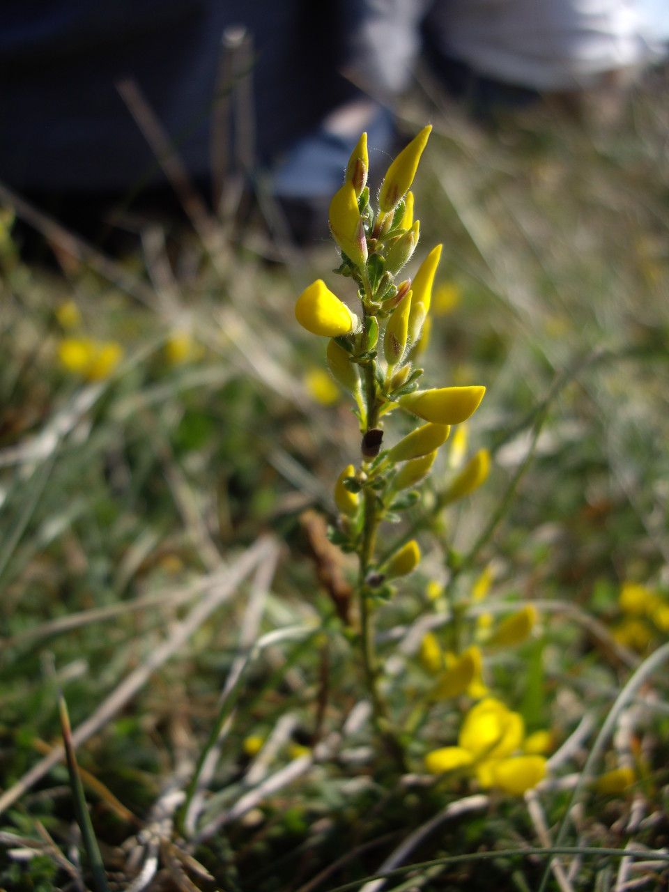 Taken Apr 24, 2014 by Tela Botanica − Mathilde DUVERGER (cc-by-sa)