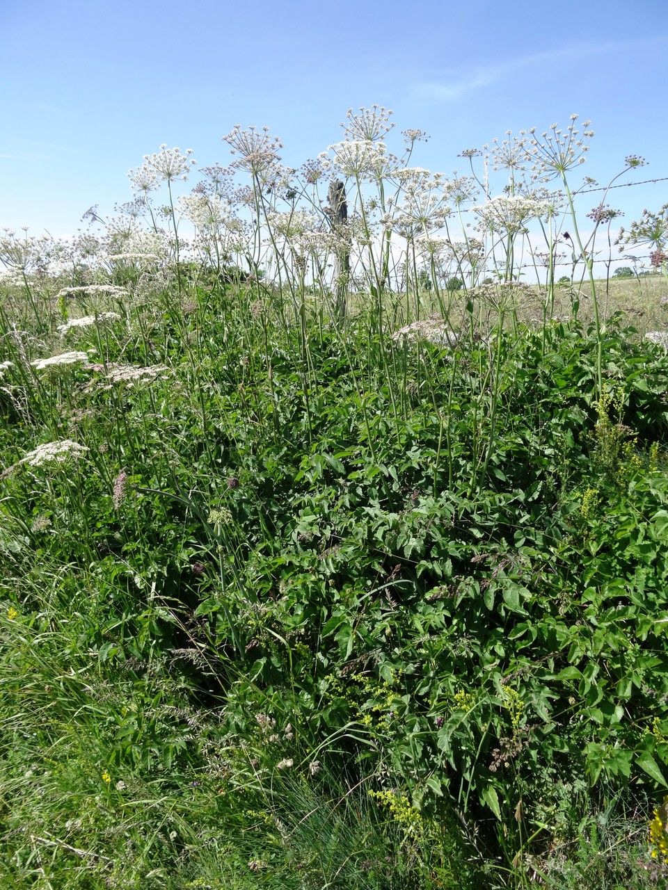 Broadleaf sermountain