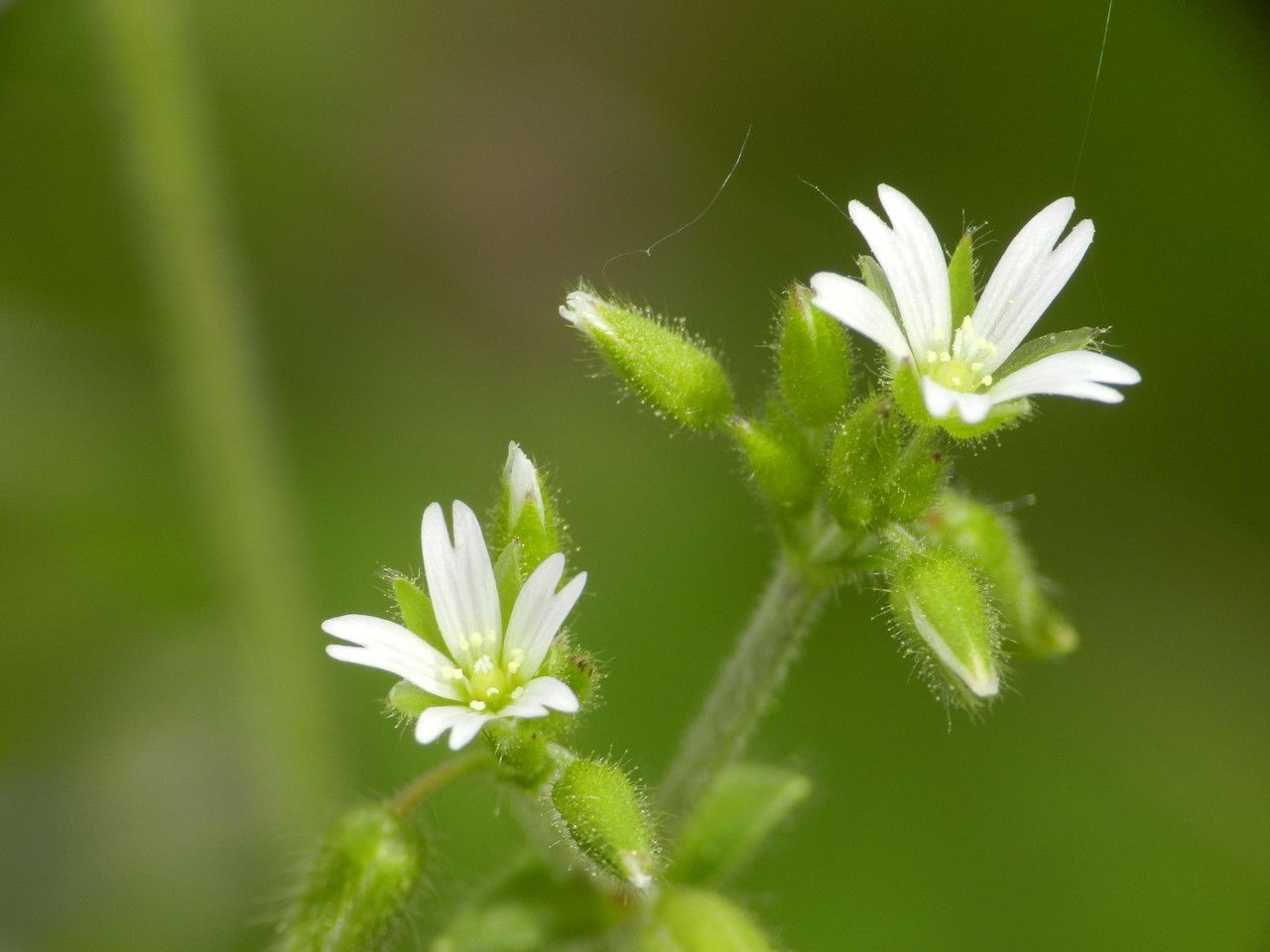 Taken Apr 25, 2015 by Tela Botanica − Christophe Feliciaggi (cc-by-sa)