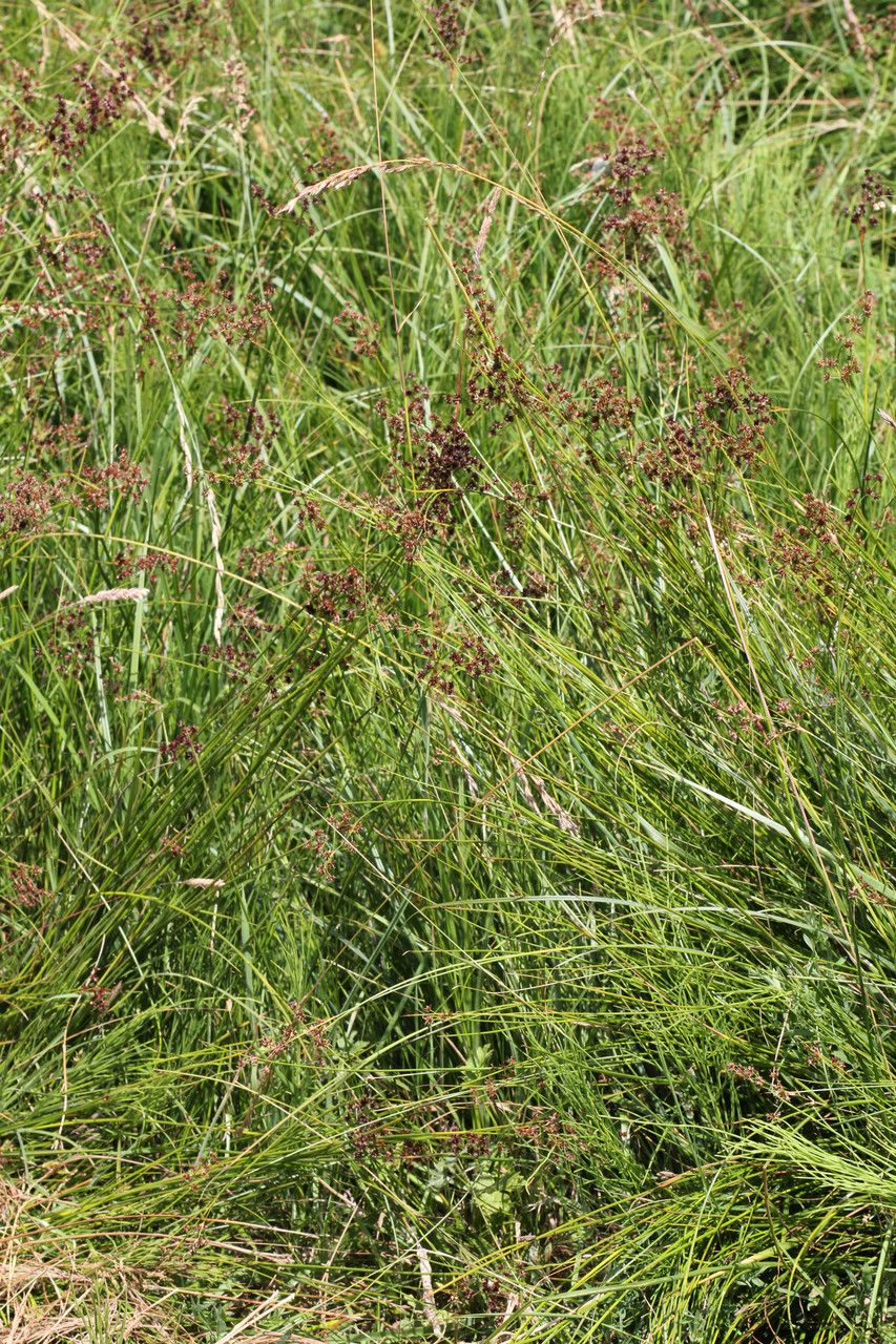 Sharpflower rush