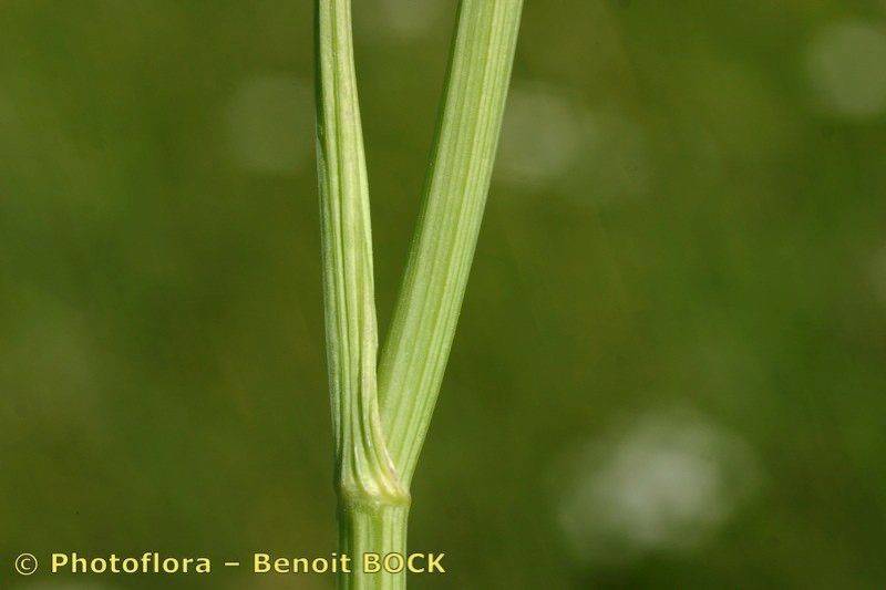 Taken May 15, 2006 by Photoflora - Benoit BOCK (©)