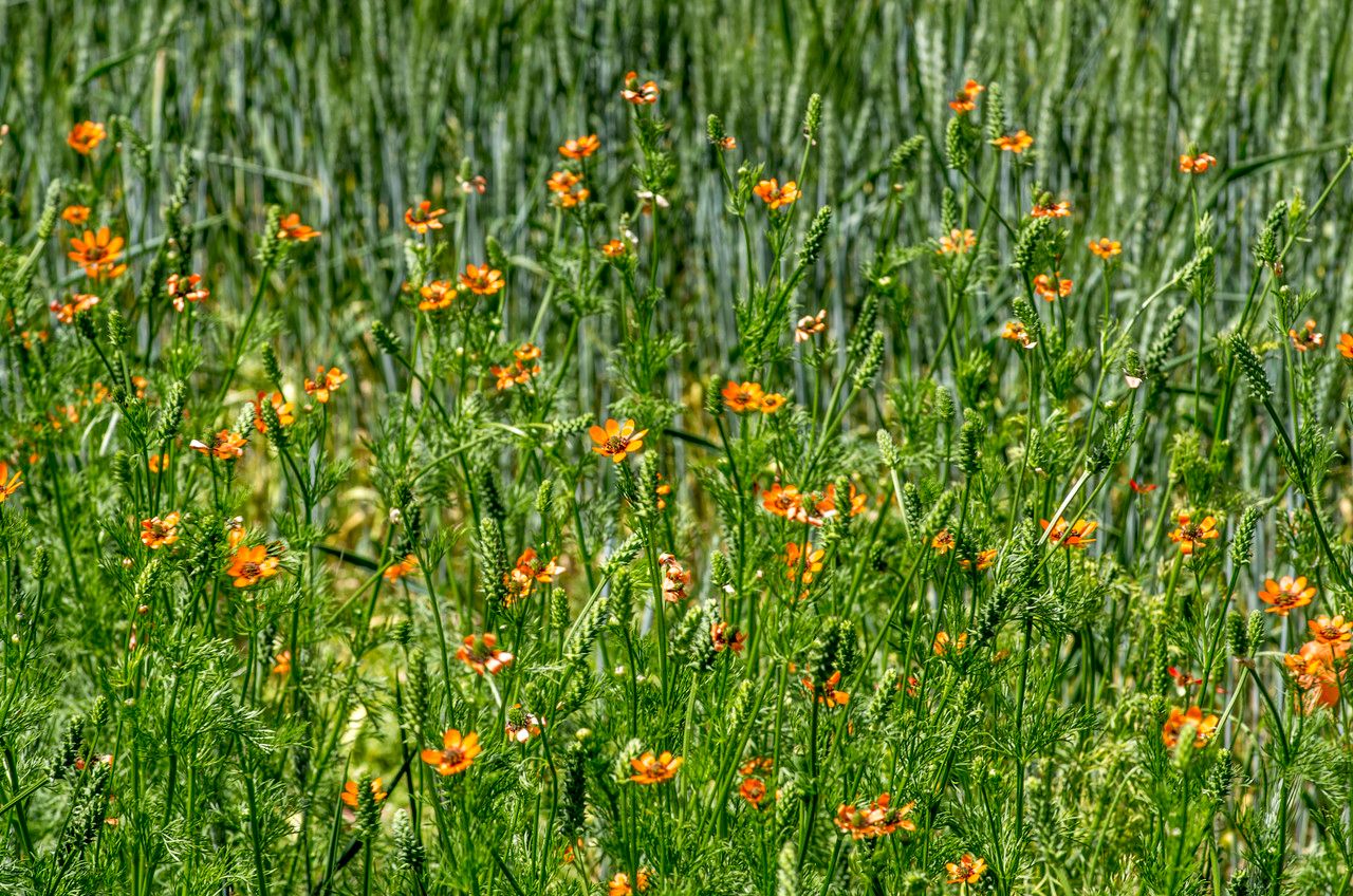 Taken Jun 9, 2014 by Tela Botanica − Jean-Jacques HOUDRÉ (cc-by-sa)