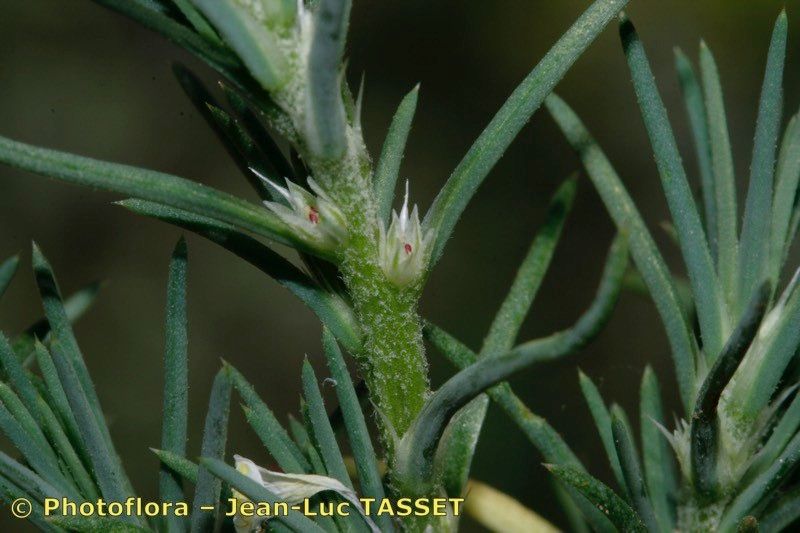 Taken Aug 15, 2009 by Photoflora - Jean-Luc TASSET (©)