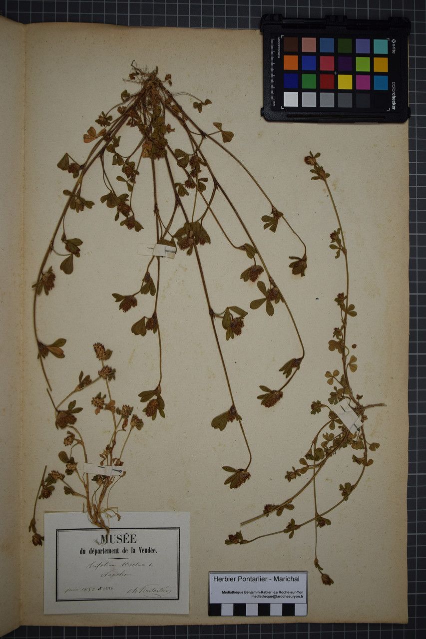 Taken May 31, 1852 by Tela Botanica − Herbier PONTARLIER-MARICHAL (cc-by-sa)