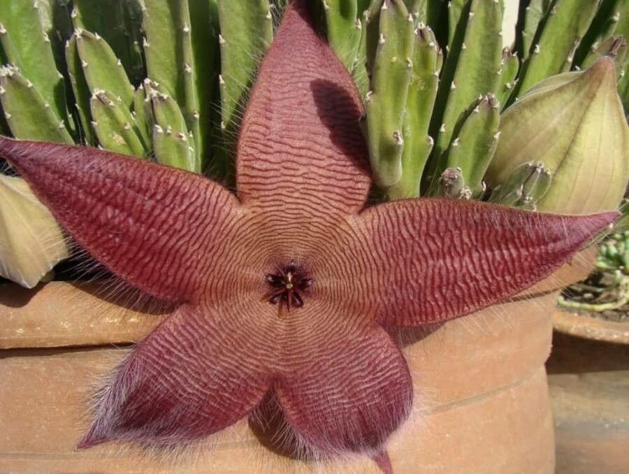 Stapelia hirsuta L., Cacto estrela (Flora mundial) - Pl@ntNet identify