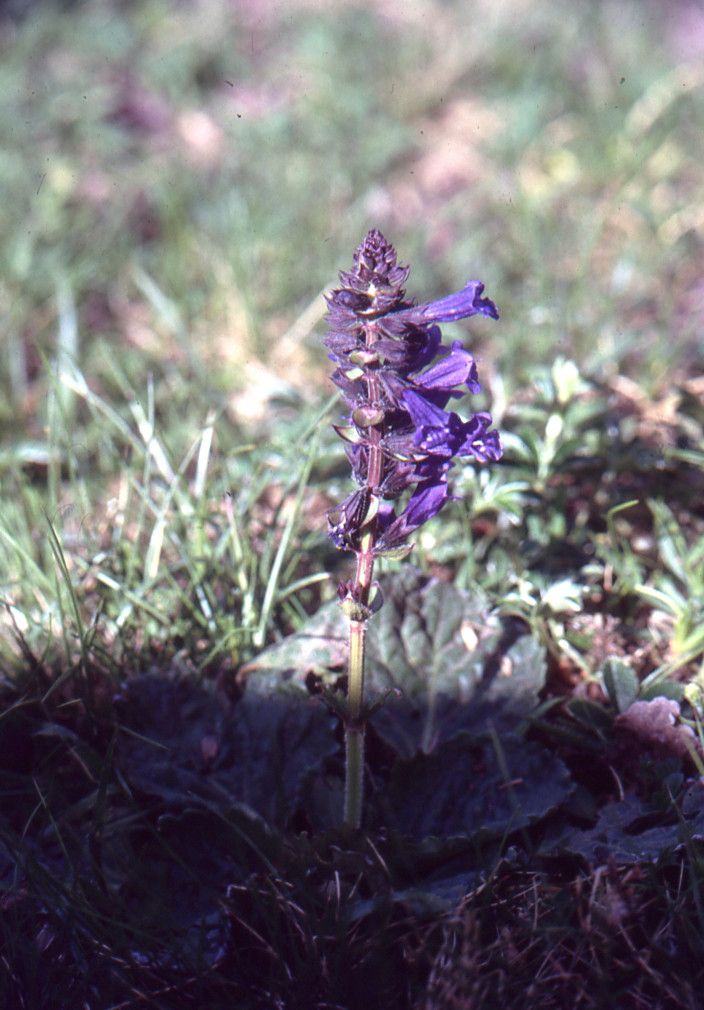 Taken Jul 10, 1989 by Tela Botanica − Liliane ROUBAUDI (cc-by-sa)