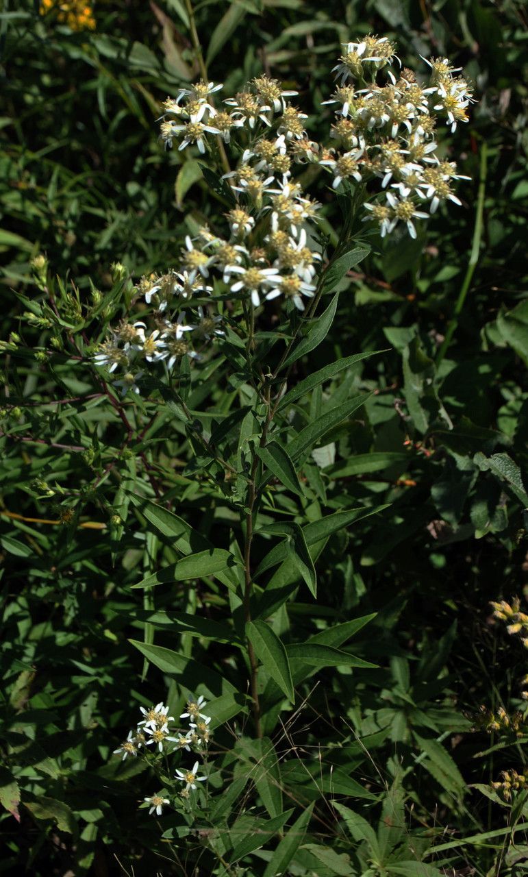 Plant Image 1