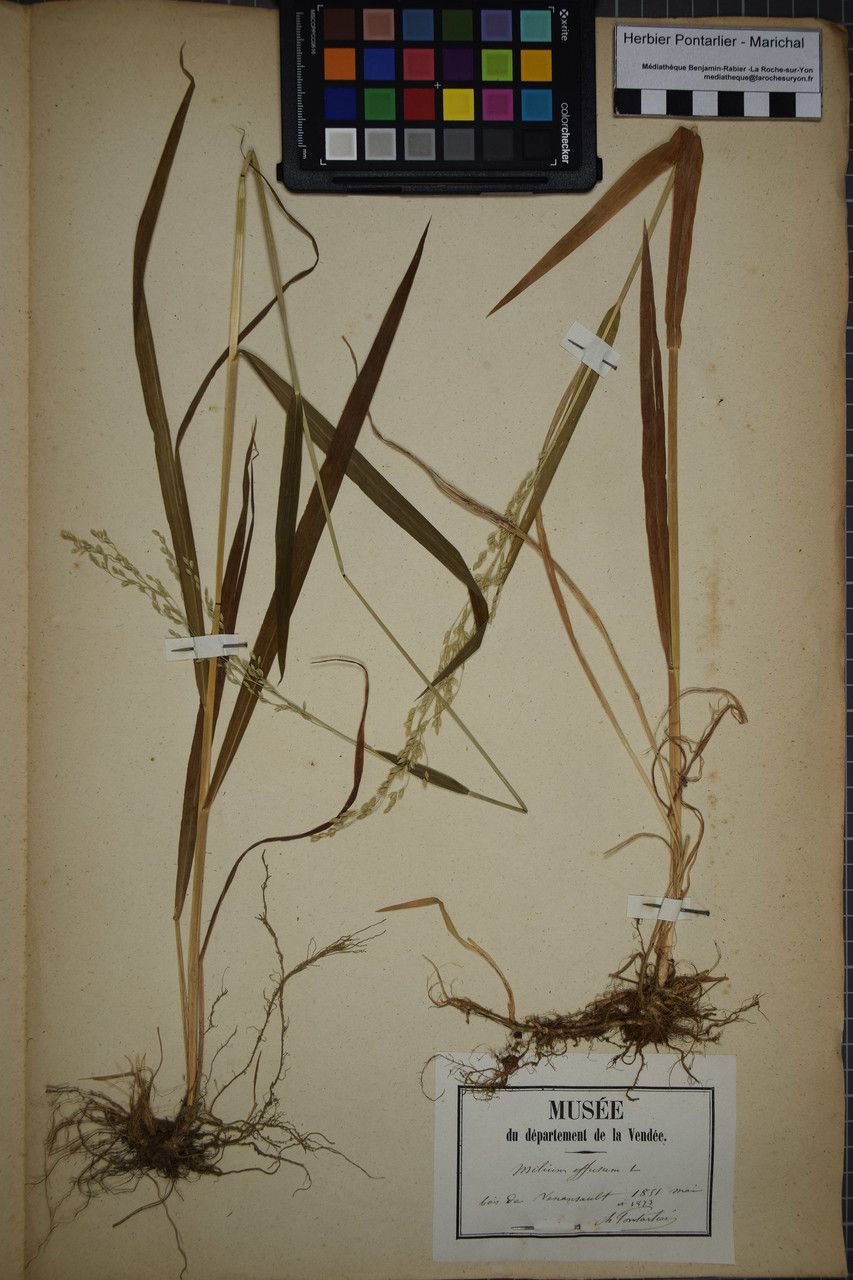 Taken Apr 30, 1851 by Tela Botanica − Herbier PONTARLIER-MARICHAL (cc-by-sa)