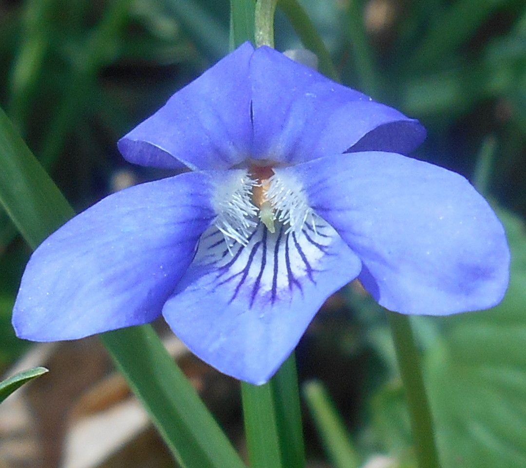 Early dog violet