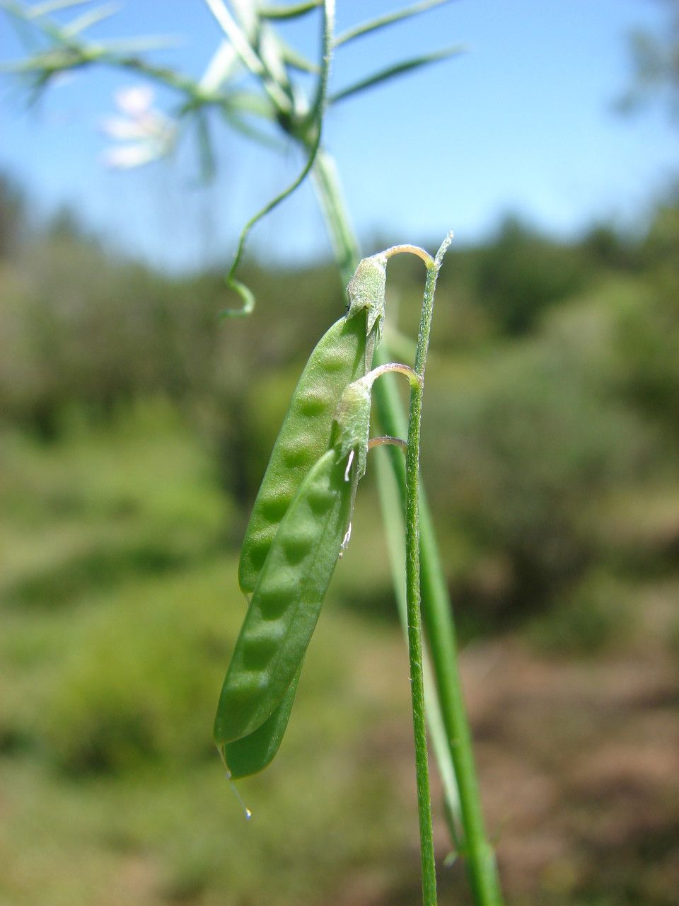 Taken Jun 1, 2013 by Tela Botanica − Paul FABRE (cc-by-sa)