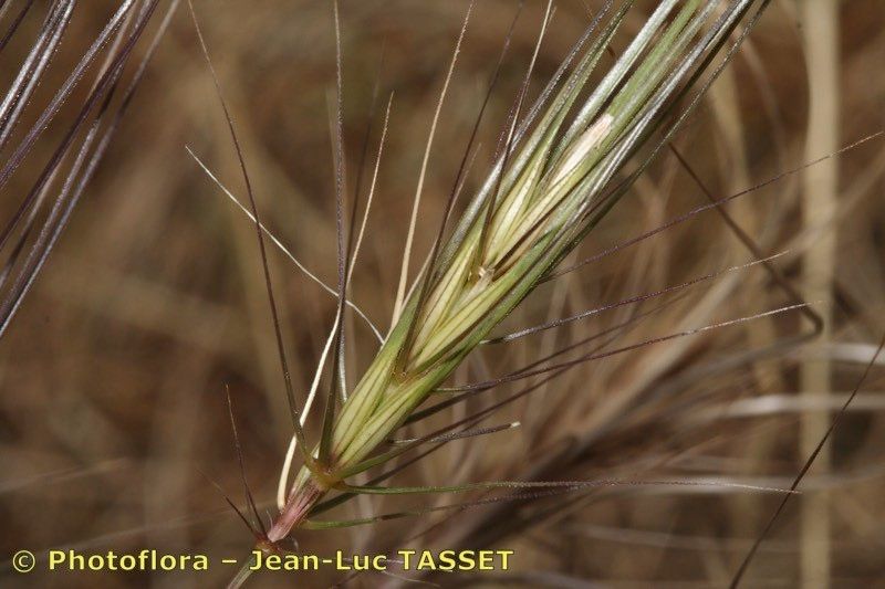 Taken Jul 15, 2006 by Photoflora - Jean-Luc TASSET (©)