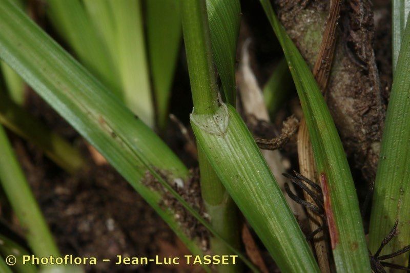 Taken Aug 15, 2011 by Photoflora - Jean-Luc TASSET (©)