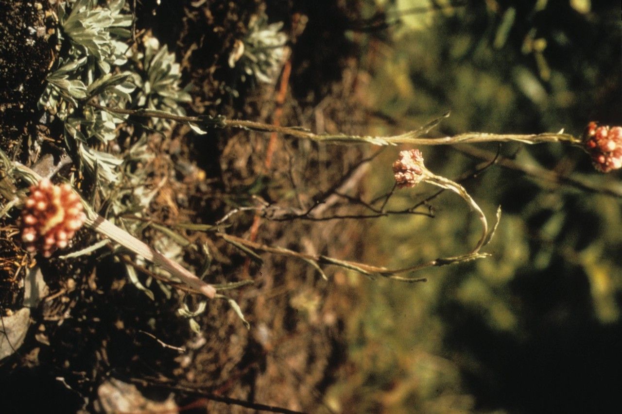 Taken Jan 1, 1900 by EOL − WVU Herbarium (cc-by-nc-sa)