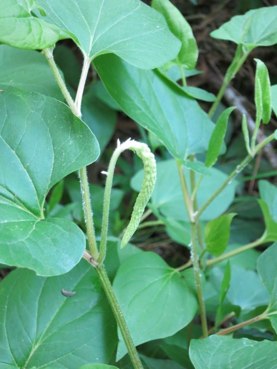 Plant Image 3