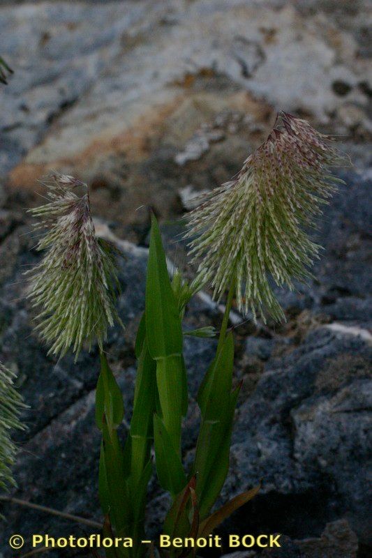 Taken Apr 15, 2004 by Photoflora - Benoit BOCK (©)