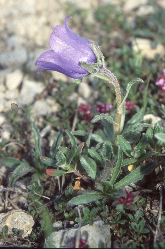 Taken Jul 2, 2004 by Tela Botanica − Liliane ROUBAUDI (cc-by-sa)