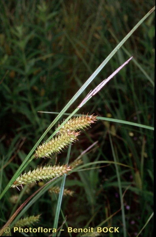 Taken Aug 15, 2002 by Photoflora - Benoit BOCK (©)