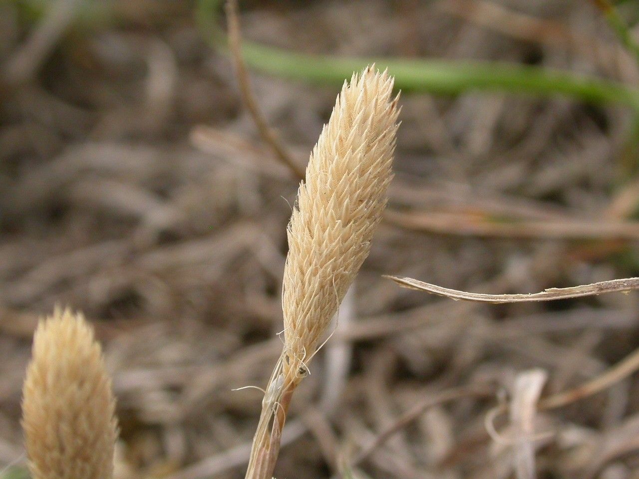 Taken Jun 11, 2006 by Tela Botanica − Julien BARATAUD (cc-by-sa)