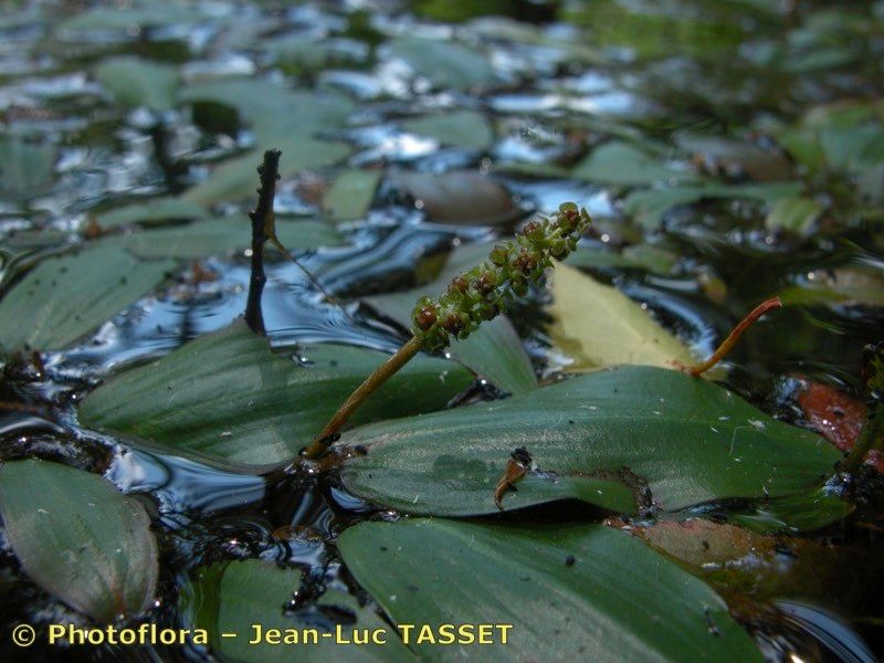 Taken Aug 15, 2004 by Photoflora - Jean-Luc TASSET (©)