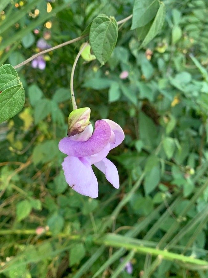 cowpea flower