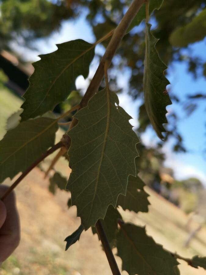 Honeydew oak