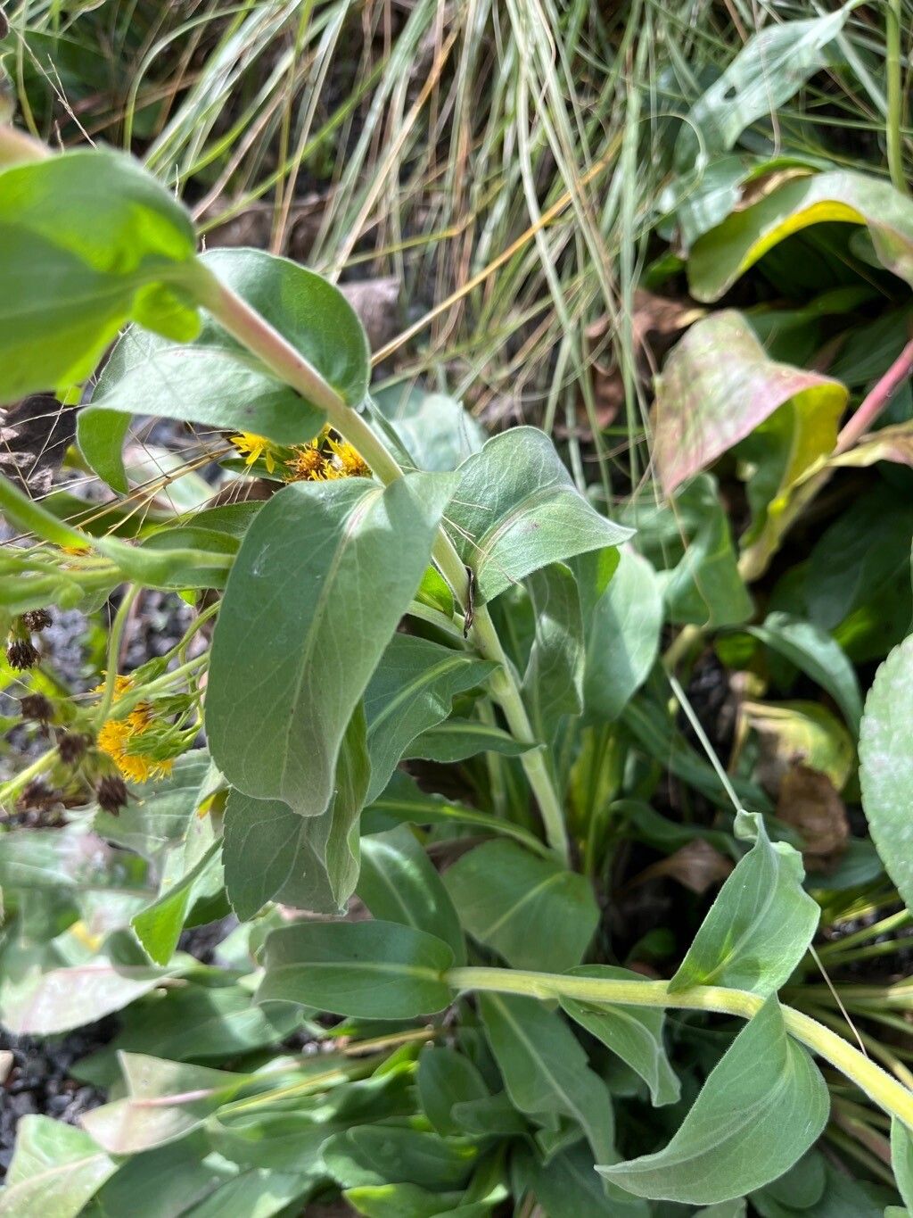 Solidago rigida L., Stiff goldenrod (World flora) - Pl@ntNet identify