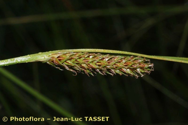 Taken Jul 15, 2012 by Photoflora - Jean-Luc TASSET (©)