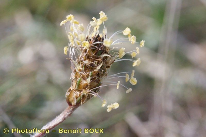 Taken Apr 15, 2009 by Photoflora - Benoit BOCK (©)