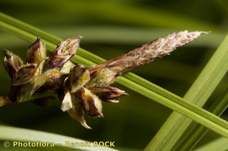 Taken Aug 15, 2010 by Photoflora - Benoit BOCK (©)