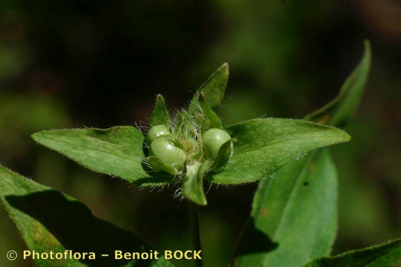 Taken Aug 15, 2004 by Photoflora - Benoit BOCK (©)