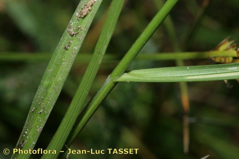 Taken Aug 15, 2010 by Photoflora - Jean-Luc TASSET (©)