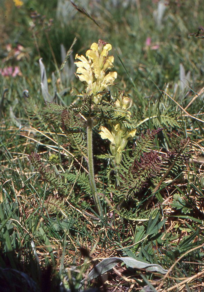 Taken Jul 3, 1994 by Tela Botanica − Liliane ROUBAUDI (cc-by-sa)