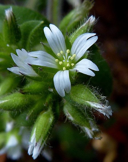 Taken Mar 1, 2016 by Tela Botanica − Guy LIBANTE (cc-by-sa)