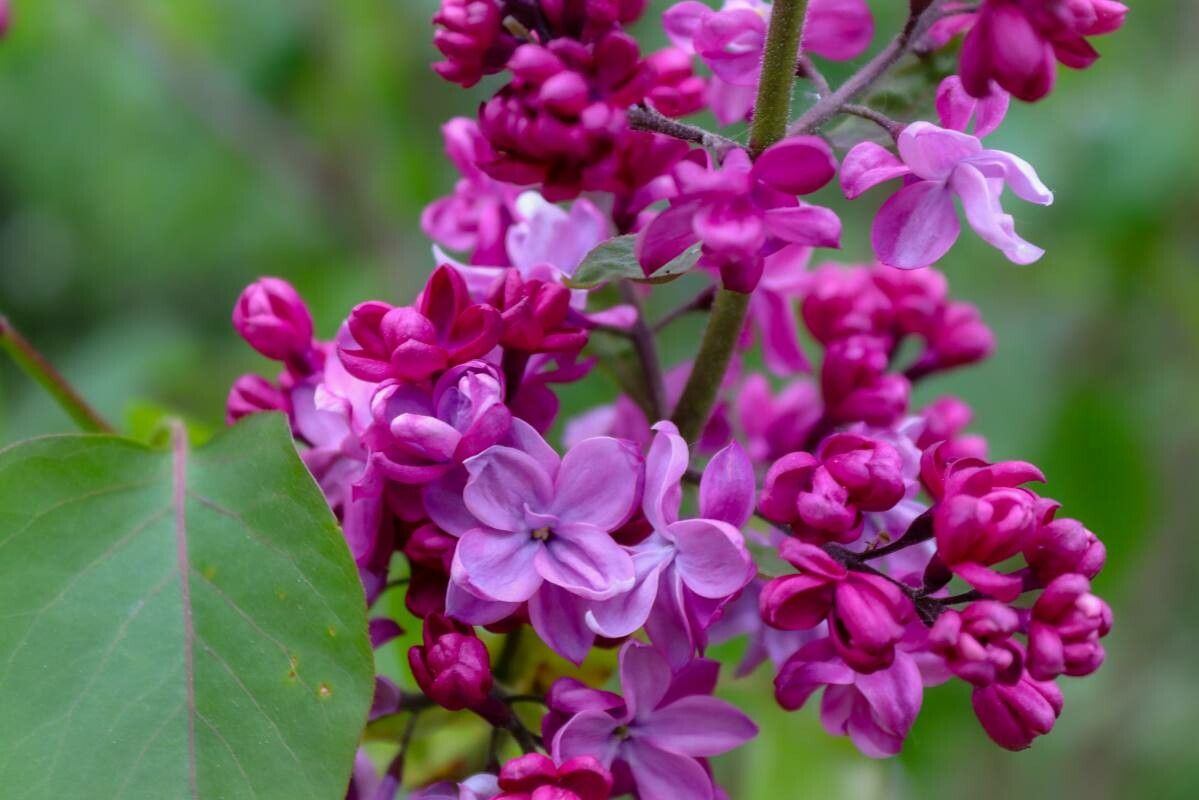 Observation Syringa Vulgaris L Mateusz Hildebrandt May Western Europe Pl Ntnet