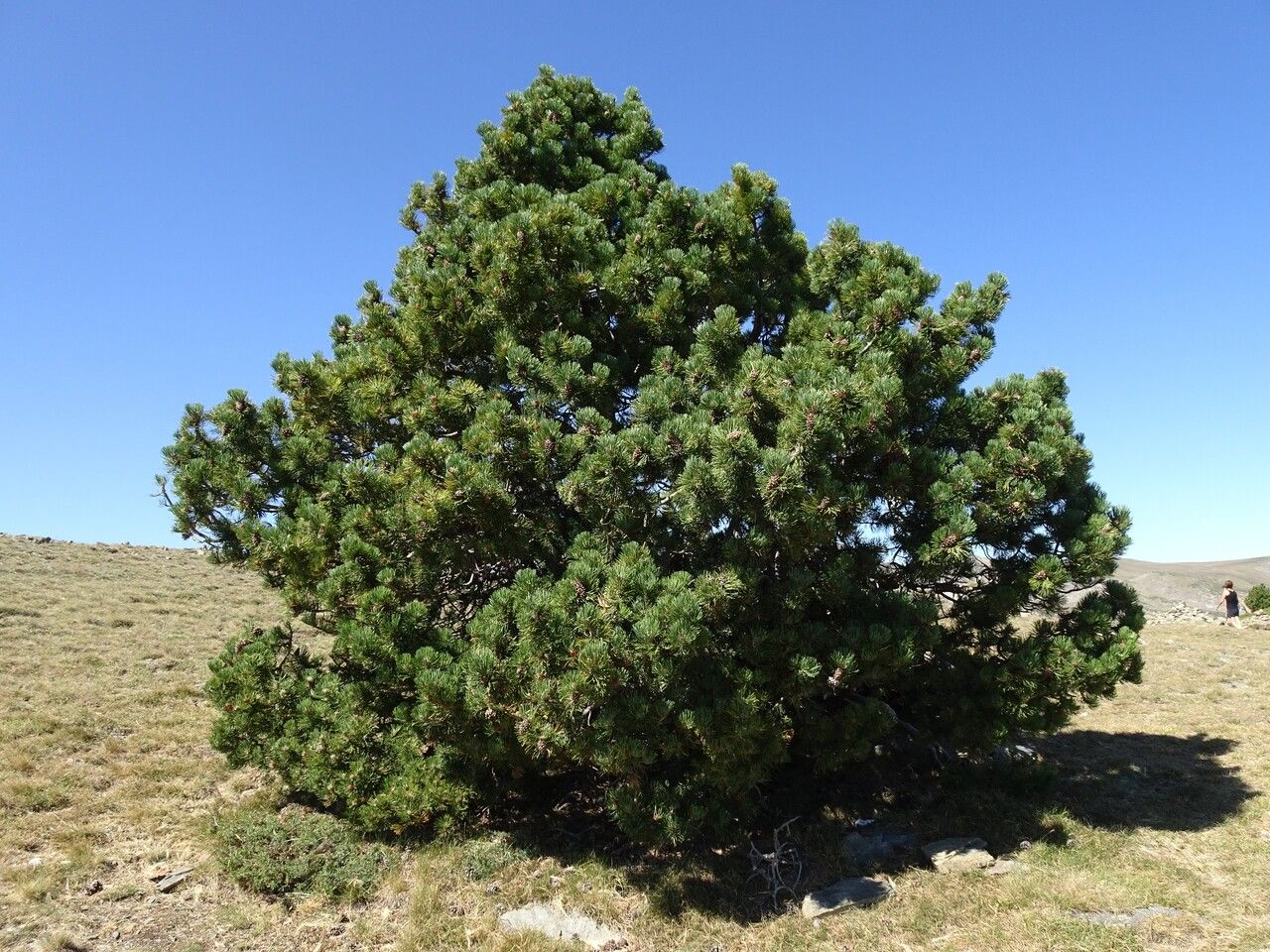 Dwarf Mountain Pine: A Complete Guide