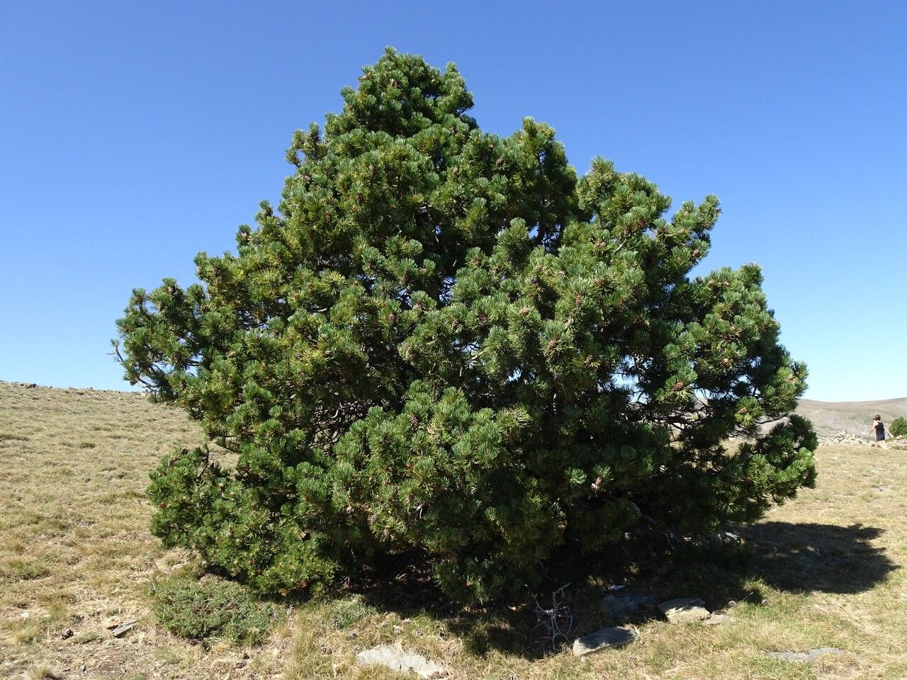 Dwarf mountain pine