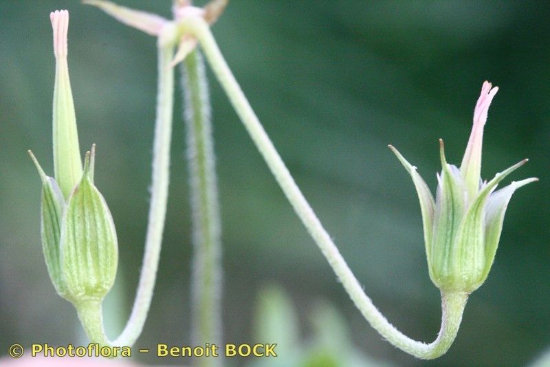 Taken Aug 15, 2007 by Photoflora - Benoit BOCK (©)