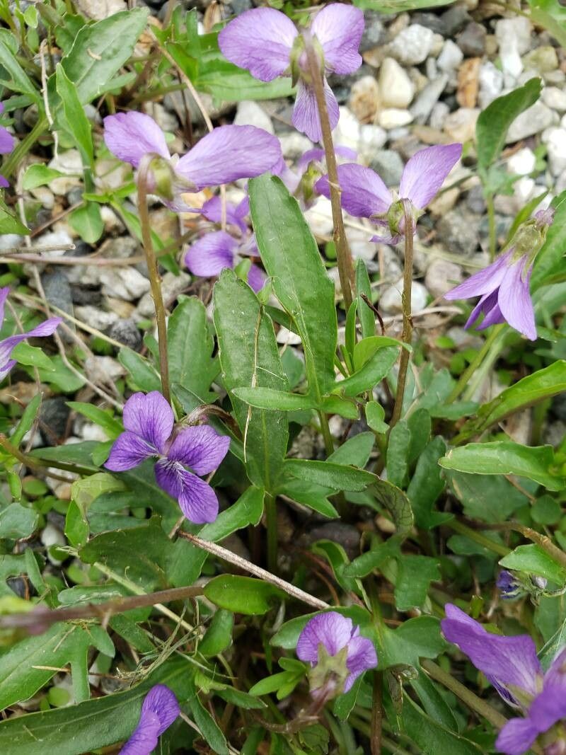 Viola pedatifida G. Don, Prairie violet (World flora) - Pl@ntNet identify