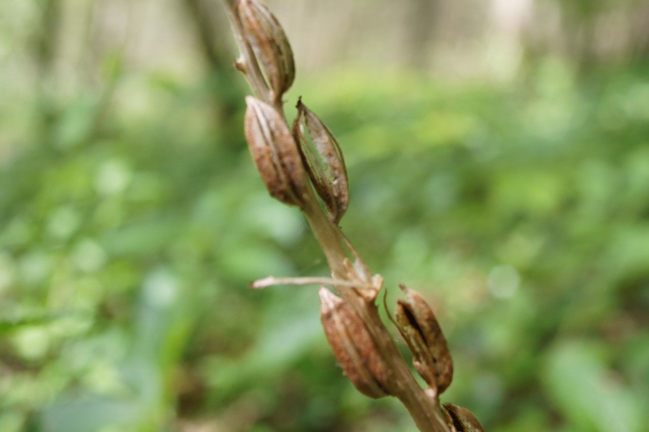 Taken May 11, 2015 by Tela Botanica − Gérard RENAULT (cc-by-sa)