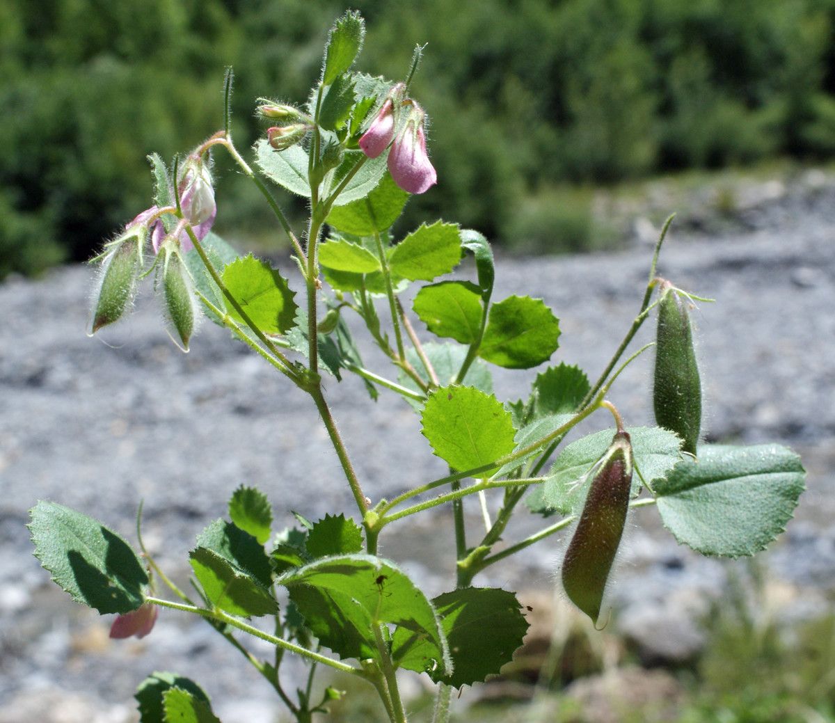 Taken Jul 11, 2014 by Tela Botanica − Liliane Roubaudi (cc-by-sa)