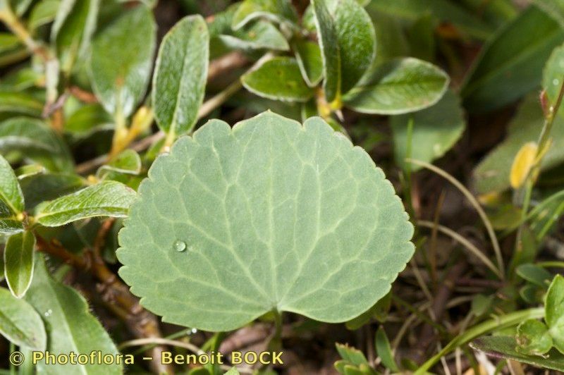 Taken Jul 15, 2011 by Photoflora - Benoit BOCK (©)