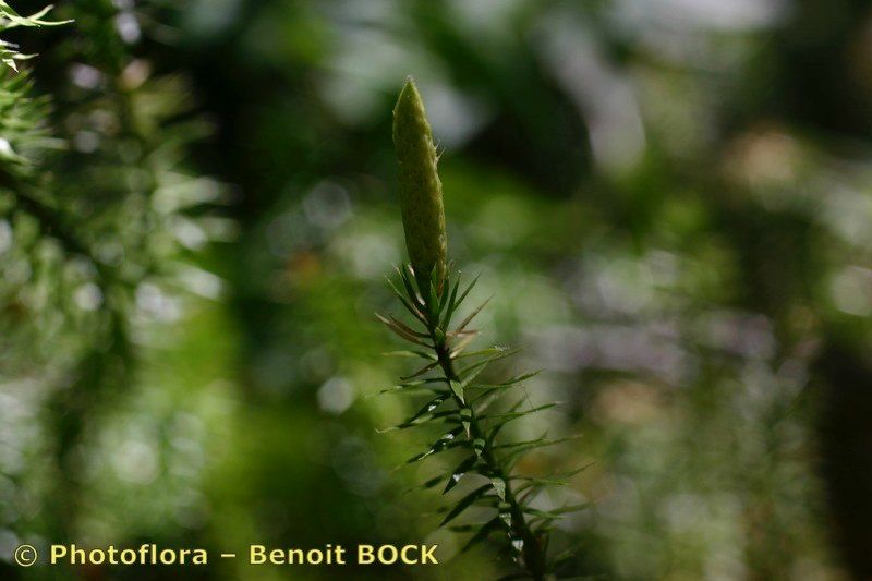 Taken Aug 15, 2004 by Photoflora - Benoit BOCK (©)