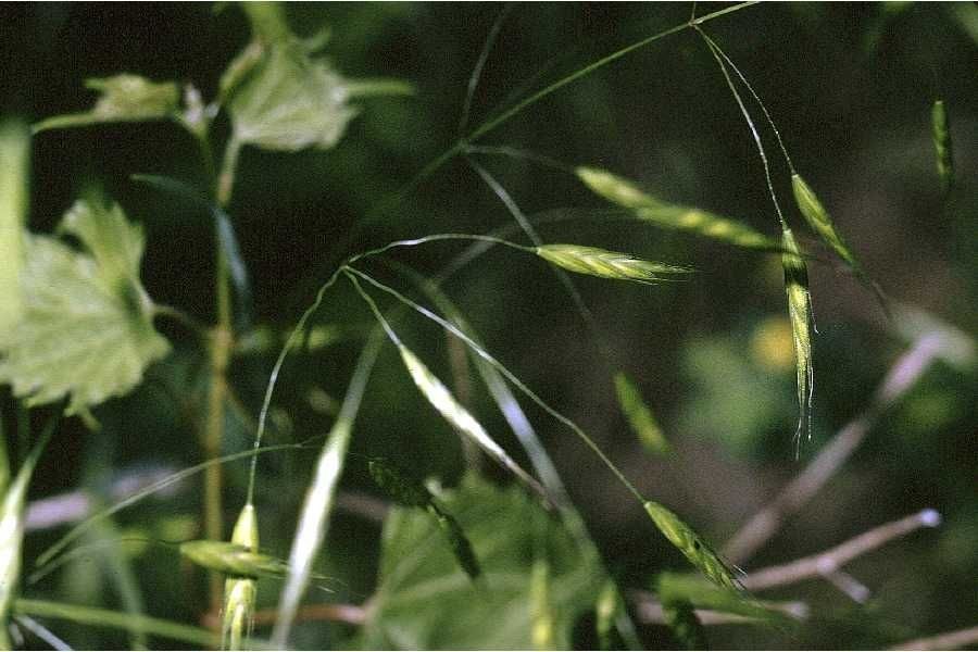 Taken Jan 1, 1900 by EOL − USDA NRCS Wetland Science Institute. (public)