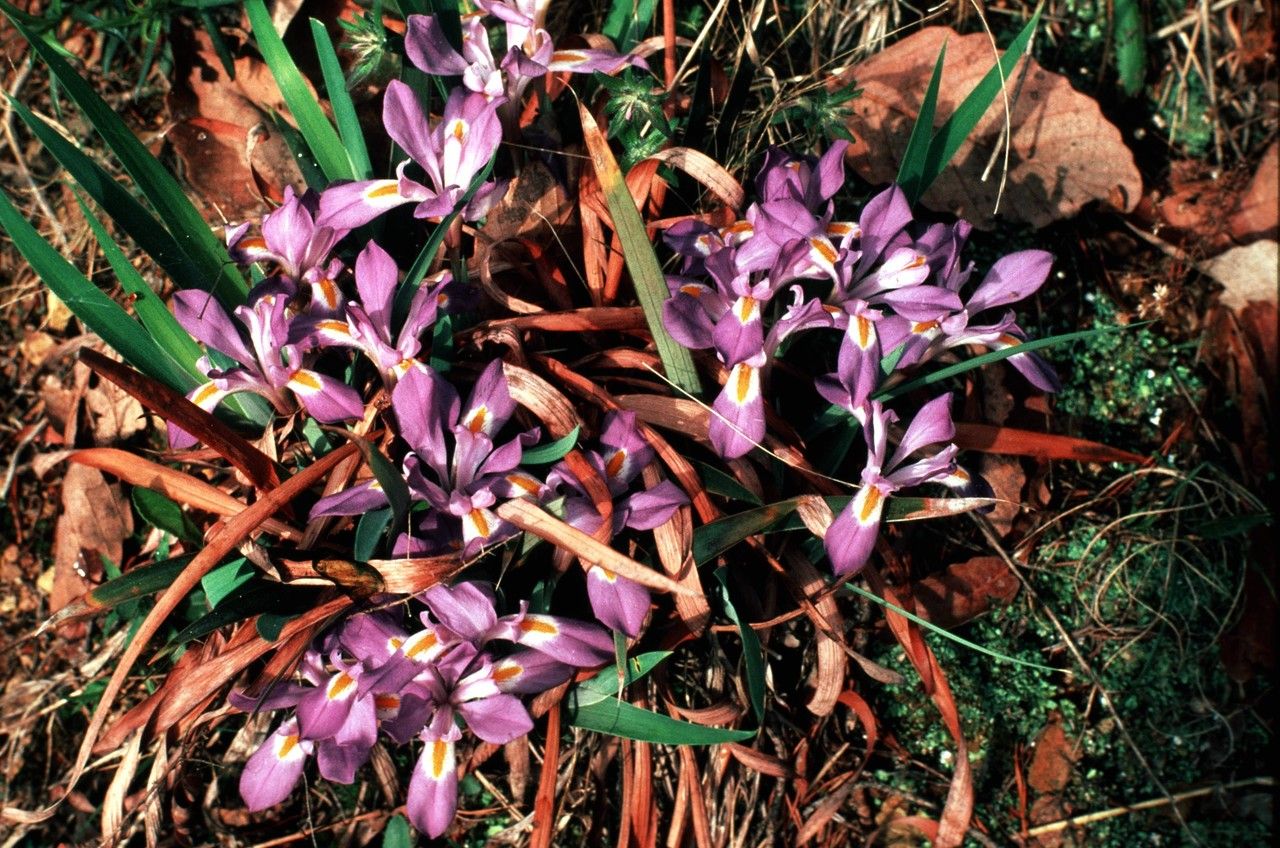 Taken Jan 1, 1900 by EOL − WVU Herbarium (cc-by-nc-sa)