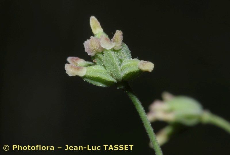 Taken Jul 15, 2012 by Photoflora - Jean-Luc TASSET (©)