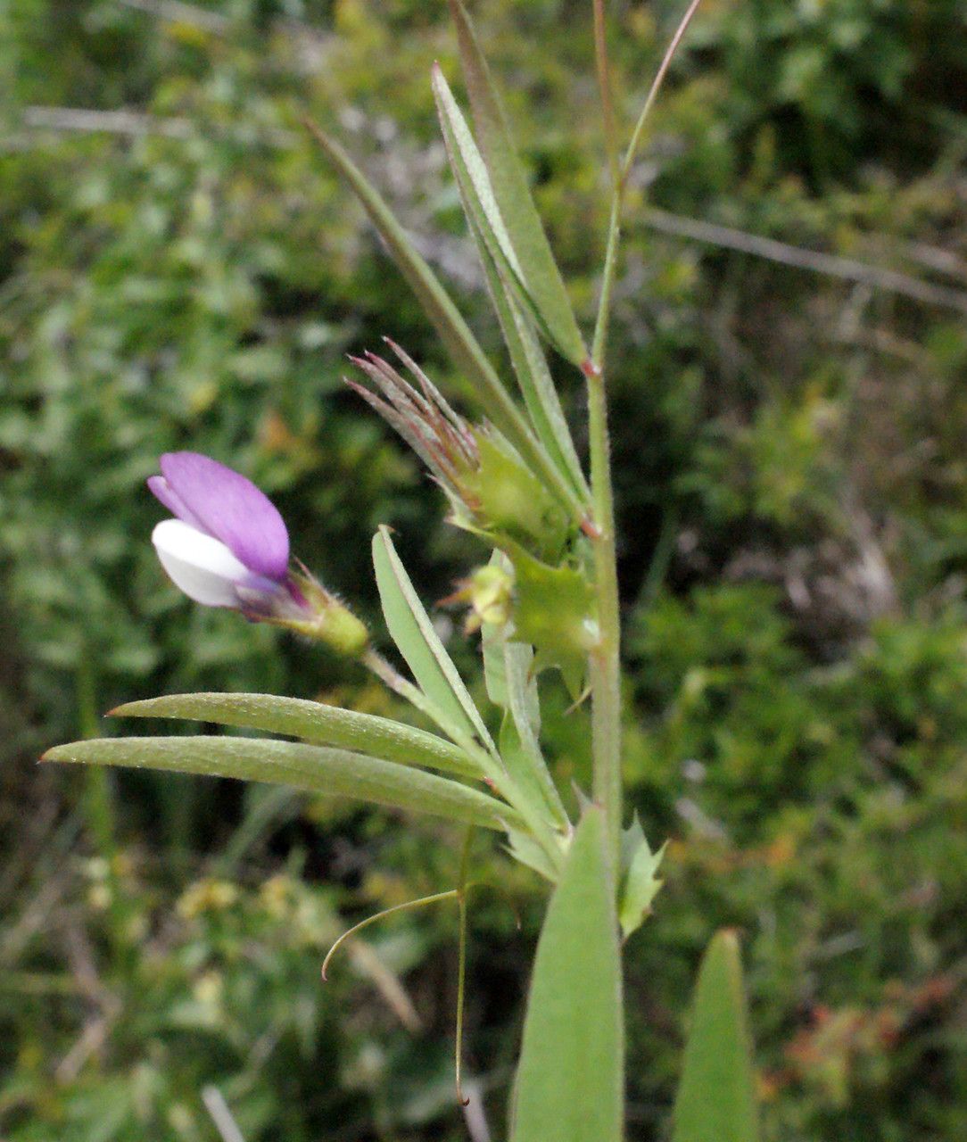 Taken May 23, 2015 by Tela Botanica − Liliane ROUBAUDI (cc-by-sa)