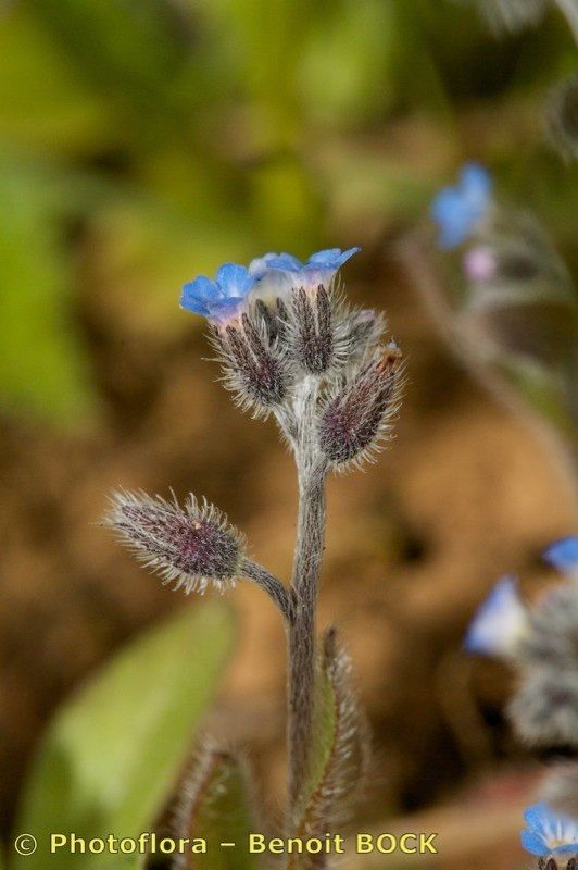 Taken Apr 15, 2010 by Photoflora - Benoit BOCK (©)