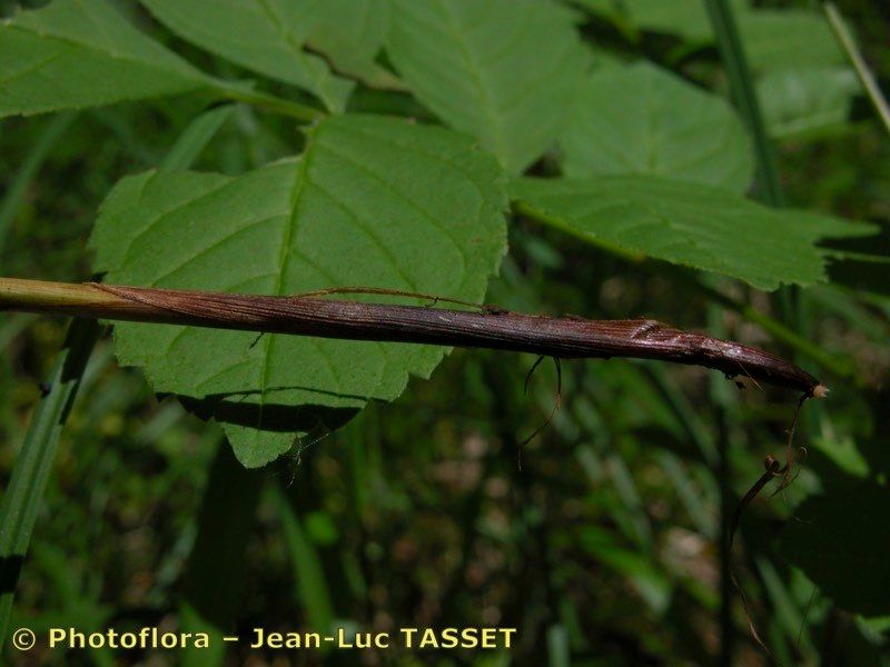 Taken Aug 15, 2004 by Photoflora - Jean-Luc TASSET (©)